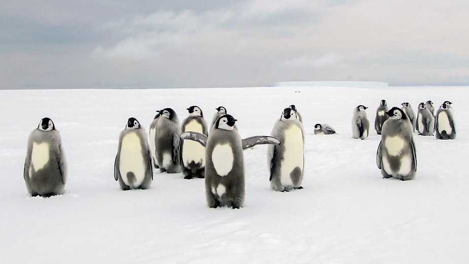 Penguins in Antarctica.